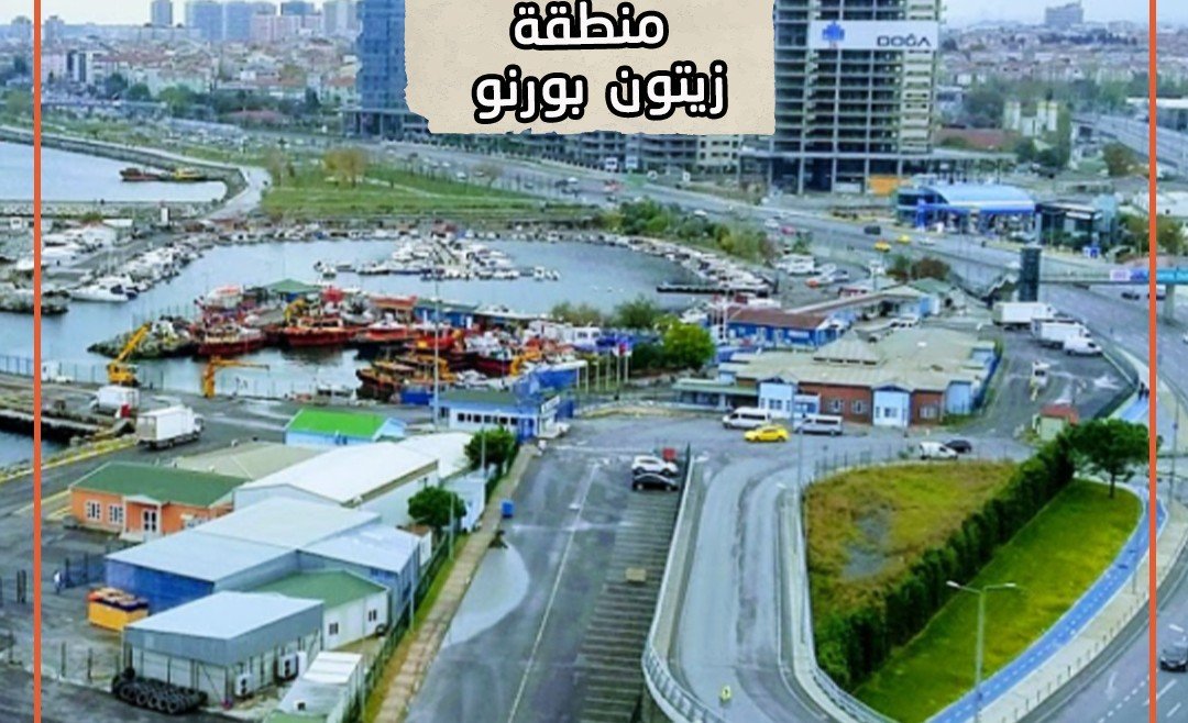 زيتون بورنو